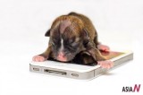 Puppy on the iPhone