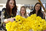Daffodil Day for Breast Cancer Sufferers
