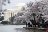 Cherry Blossom in Washington D.C.