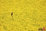 Lone Bird Overlooks Spring Field