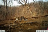 Camera Catches Wild Leopards