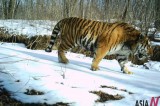 Endangered Tiger Caught in Camera