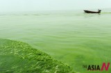 Blue-Green Algae Gathers In Chaohu Lake, China