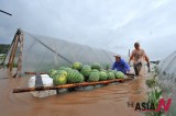 Moving Watermelons Out Of Flooded Field In China