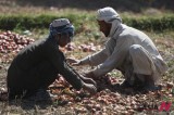 Afghans Collect Onions Amid Decline In Farm Production