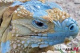 Blue Iguana No Longer Considered Endangered Species Due To Success In Breeding