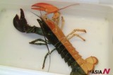 Lobster Showing Rare Coloration Said To Come Once In Every 50 Million Lobsters