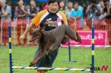 Dogs Display Their Capabilities In “Dogathon 2012” Held In Kuala Lumpur, Malaysia