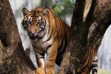 Number Of Sumatran Tigers Dwindles Rapidly With Fear Of Going Extinct In 21St Century