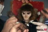 Iran Succeeds In Sending Monkey Into Space Prior To Its Manned Space Flight