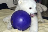 Kali, a polar bear cub whose mother was shot to dead, being cared for at a zoo