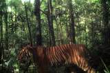 Indonesia uses camera traps to make records of endangered animals