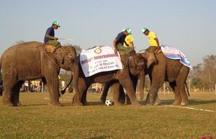 Rare elephants’ sports competitions attract over 100,000 spectators in Nepal