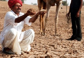 Indian farmers grapple with drought