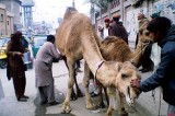 “Camel is our Lifeline”