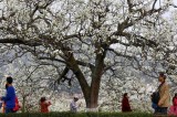 Pear Blossom in Cangxi, China