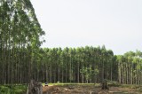 Korea sets up global alliance in forestation