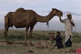 “Camel Is Our Breadwinner”