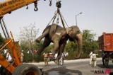 40-Year-Old Elephant Killed In Road Accident