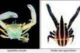 Scientists discover 15 species new to Korea