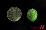 Mini Melon From China As Small As Coin