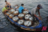 Hainan Fishermen Restart Fishing After Moratorium