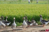 Geese Help Increase Production In Rice Field