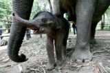[Indonesia Report] Endangered Sumatran elephant gives birth to a female baby