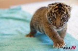 Cub Of Sumatran Tiger Born At Zoo In Tacoma, Wash.