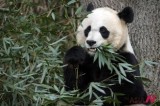 Giant Panda At Zoo In Washington Gives Birth To A Cub