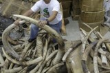 Philippine Official Checks Elephant Tusks Confiscated