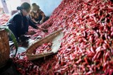 Here Comes Chili Production Season In Central China