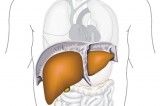 Beware of silent illness in liver