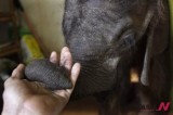 Young Orphaned Elephant Calf Adopted By Jumbo Foundation In Malawi