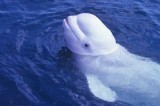 Scientists: Male Beluga Whales Make Human-Like Sound, Several Octaves Lower Than Typical Whale Calls