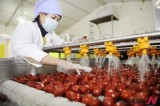 Chinese Company Earns Some $2 Million A Year By Planting Jujube Trees