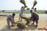 Pakistani Farmers Harvest Rice Amid Fear Of Drastic Crop Reduction Due To Heavy Monsoon Rains