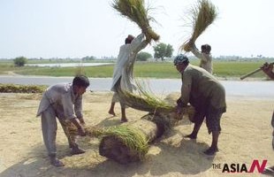Pakistani Farmers Harvest Rice Amid Fear Of Drastic Crop Reduction Due To Heavy Monsoon Rains