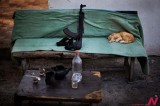 Even Kalashnikov Poses No Threat On Cat Sleeping At Security Check Point In Gaza City