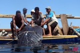 Fishermen On Lamalera Island, Indonesia, Worry Of Whale Population Decrease