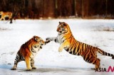 More Than 1,000 Siberian Tigers Protected At Park In Harbin, Northeast China