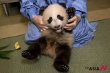 Giant Panda Cub Receives Weekly Health Exam In San Diego Zoo