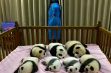 Chinese Researchers Watch New-Born Panda Cubs Attentively At Panda Base In Chengdu