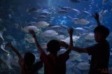 Children Delighted Watching Fish At An Aquarium In Kuala Lumpur