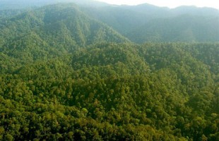 [Indonesia Report] Gov’t efforts to curb deforestation paid off