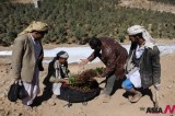 Yemen, Due To Its Aridness, Relies On Groundwater For Its Water Supply