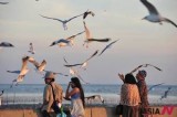 Gulls Fly To Bang Pu Seaside Resort Near Bangkok To Avoid Cold Weather