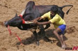 A Bull Tamer Tries To Control A Bull During The Sport Called Jallikattu In Palamedu, India