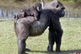 Young Gorilla Sits On The Back Of His Mother At The Gulf Breeze Zoo In Gulf Breeze, Fla
