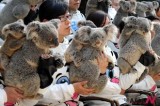 Newly-Born Koalas Cling To Their Mothers When Taking Group Picture With Feeders At Safari Park In Guangzhou